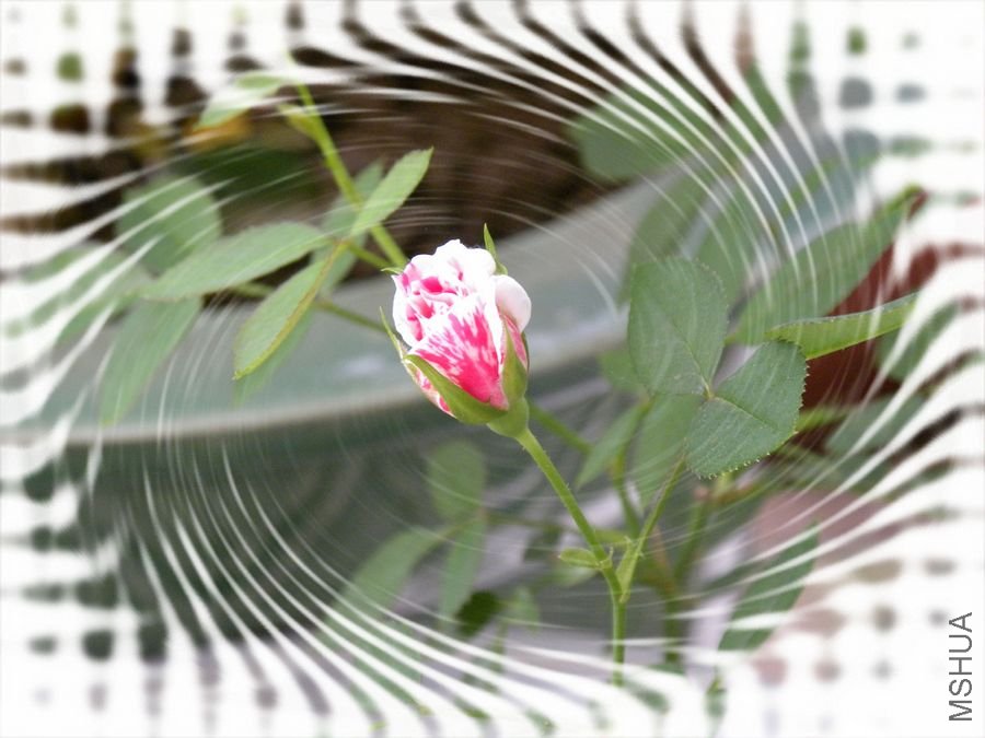 DSCN0457.JPG