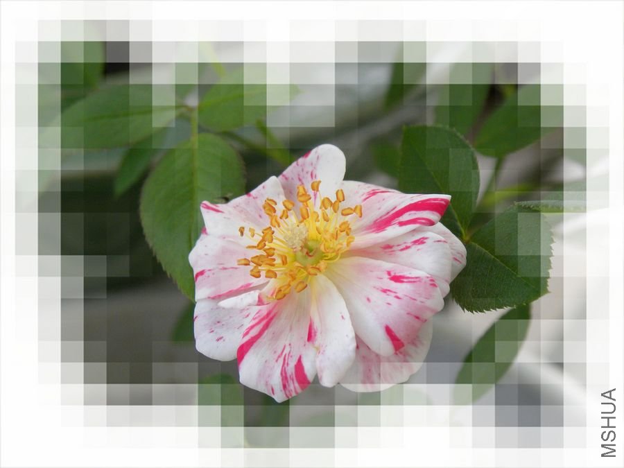 DSCN0459.JPG