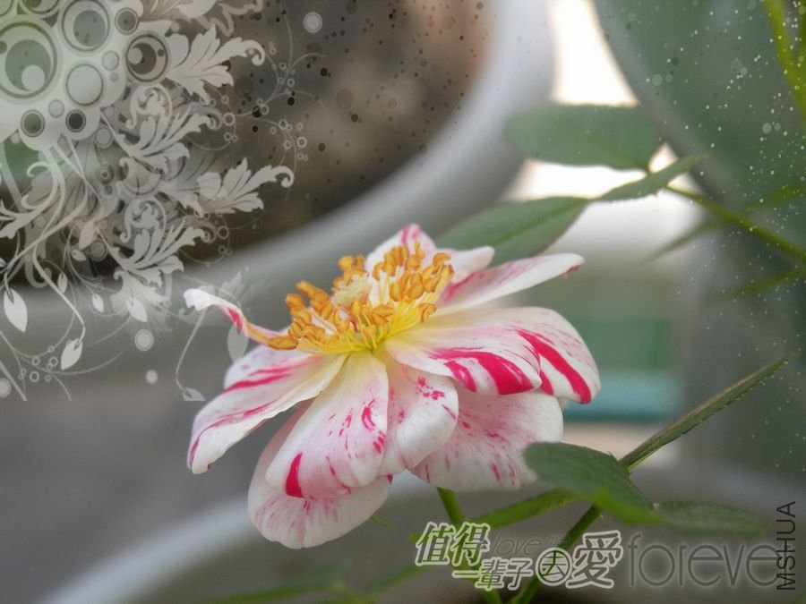 DSCN0460.JPG