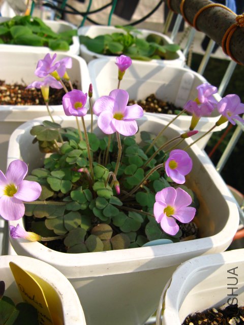 first love��֮ǰ���Ĺ����ǿ��������һ��֮һ