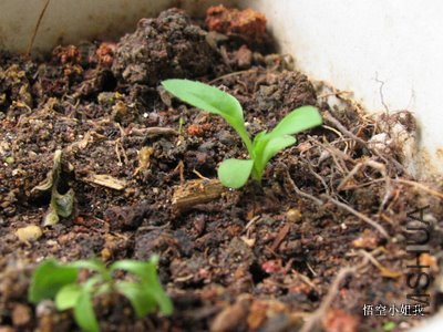 ���� 004.JPG