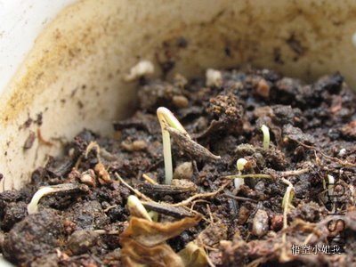 ���� 007.JPG