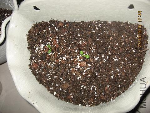 20101022 031.jpg