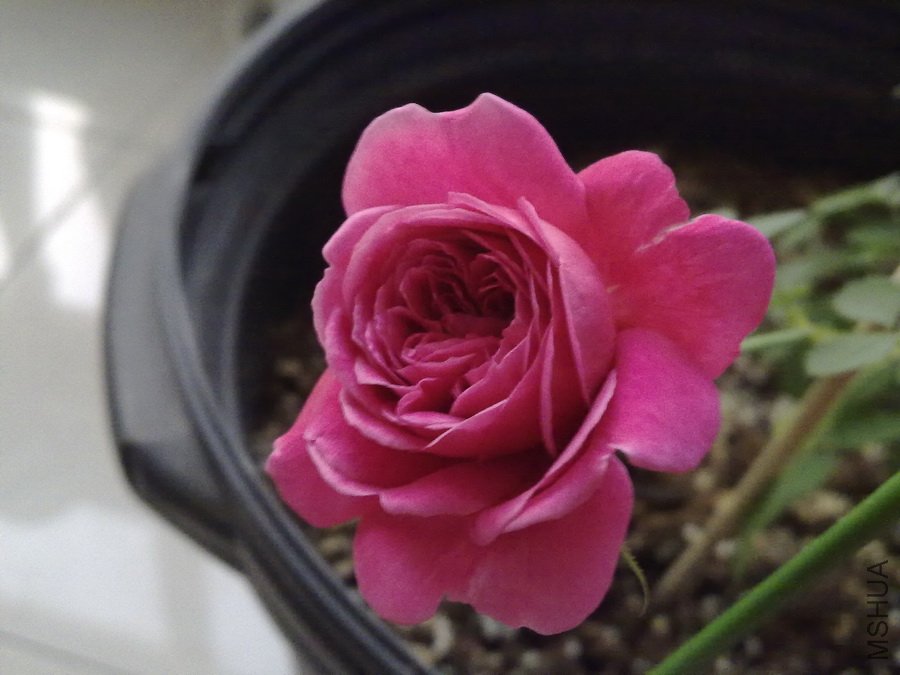 20101101363.jpg