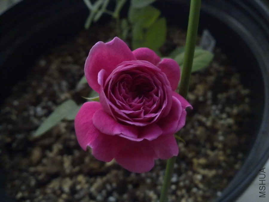 20101101365.jpg