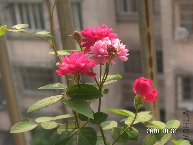 PICT0055.JPG