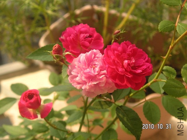 PICT0051.JPG