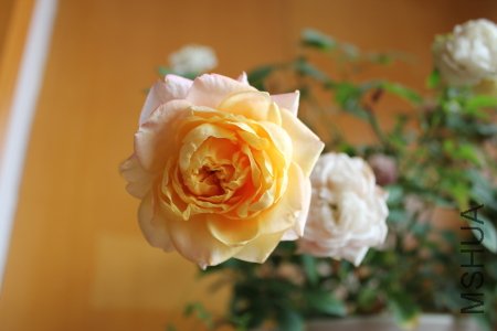 m06.JPG