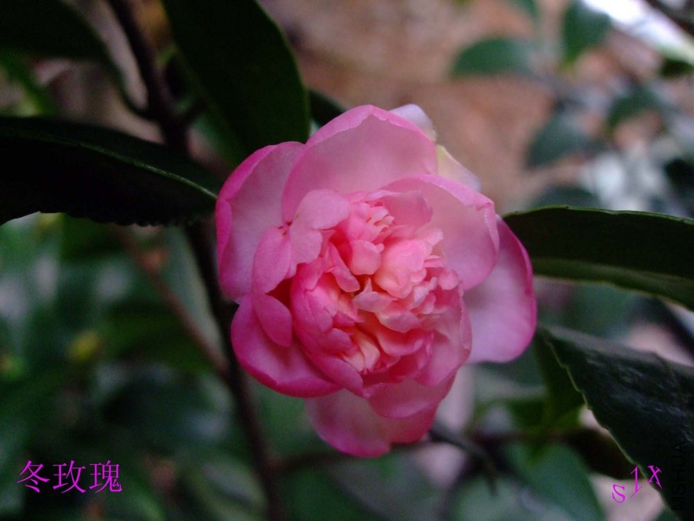 ��õ�� 10-11-1.jpg