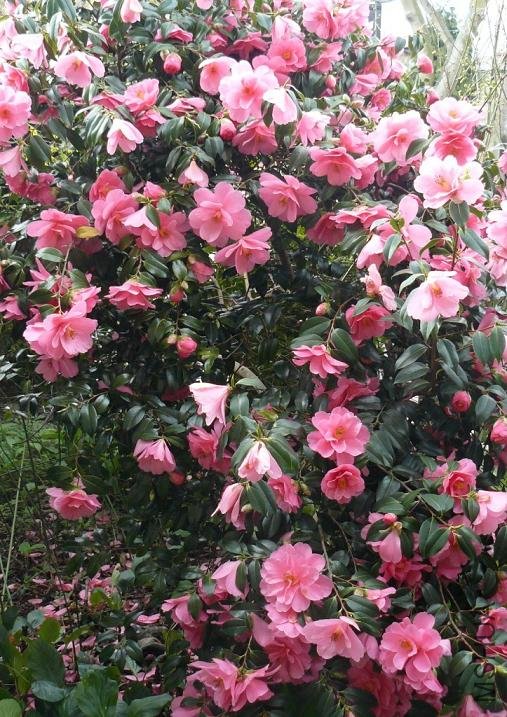 camellia.jpg
