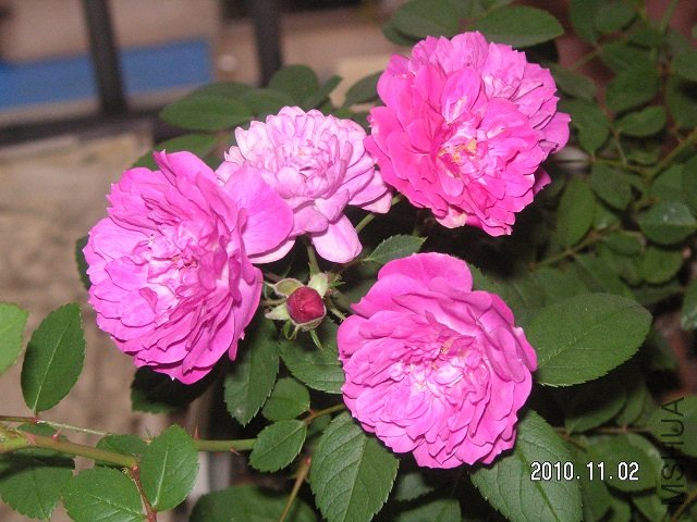 PICT0001.JPG