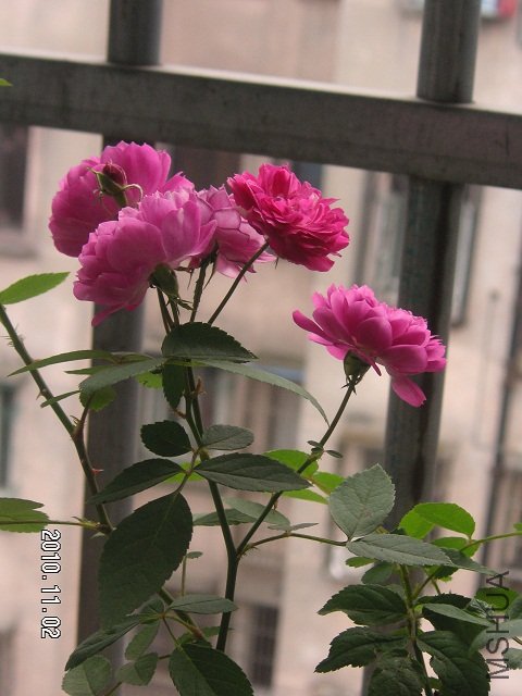 PICT0010.JPG