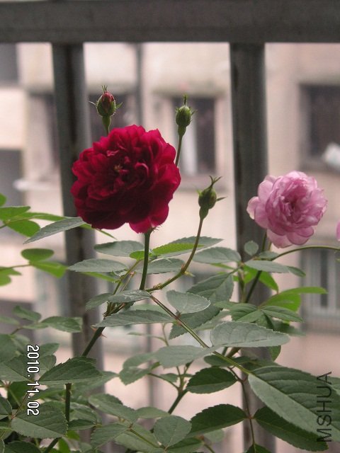 PICT0011.JPG