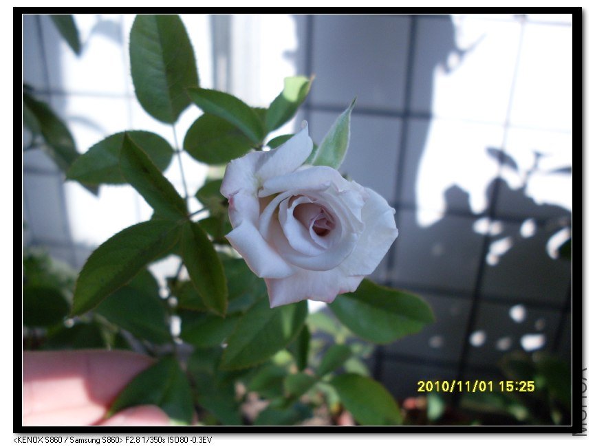 SDC15962_nEO_IMG.jpg