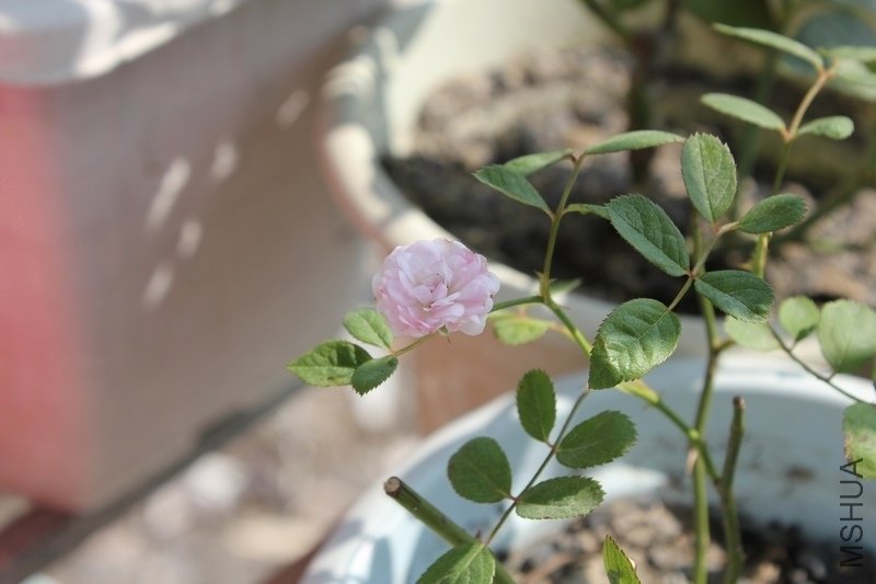 IMG_0005a.jpg