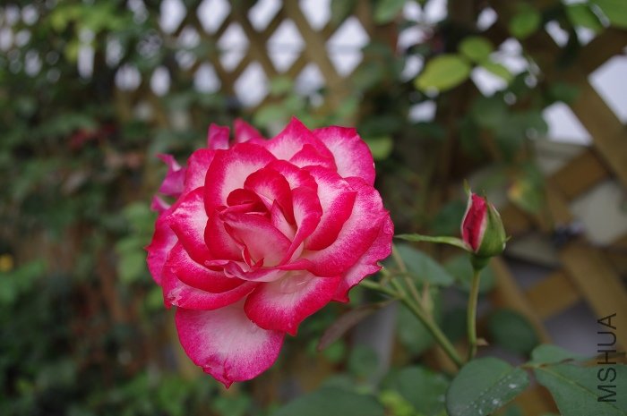 IMGP0090.JPG