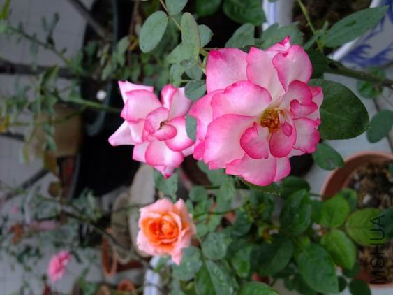 ������С DSCF1676.JPG