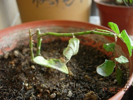 DSCN35831.jpg