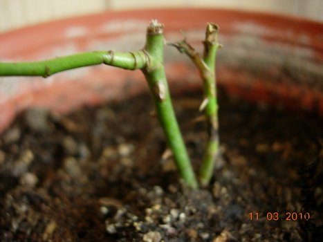 DSCN35841.jpg