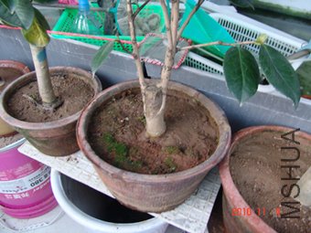 DSC09111.JPG