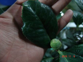 DSC09114.JPG