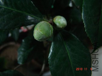DSC09113.JPG