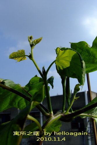Ԣ��֮��2010��11��4��.jpg