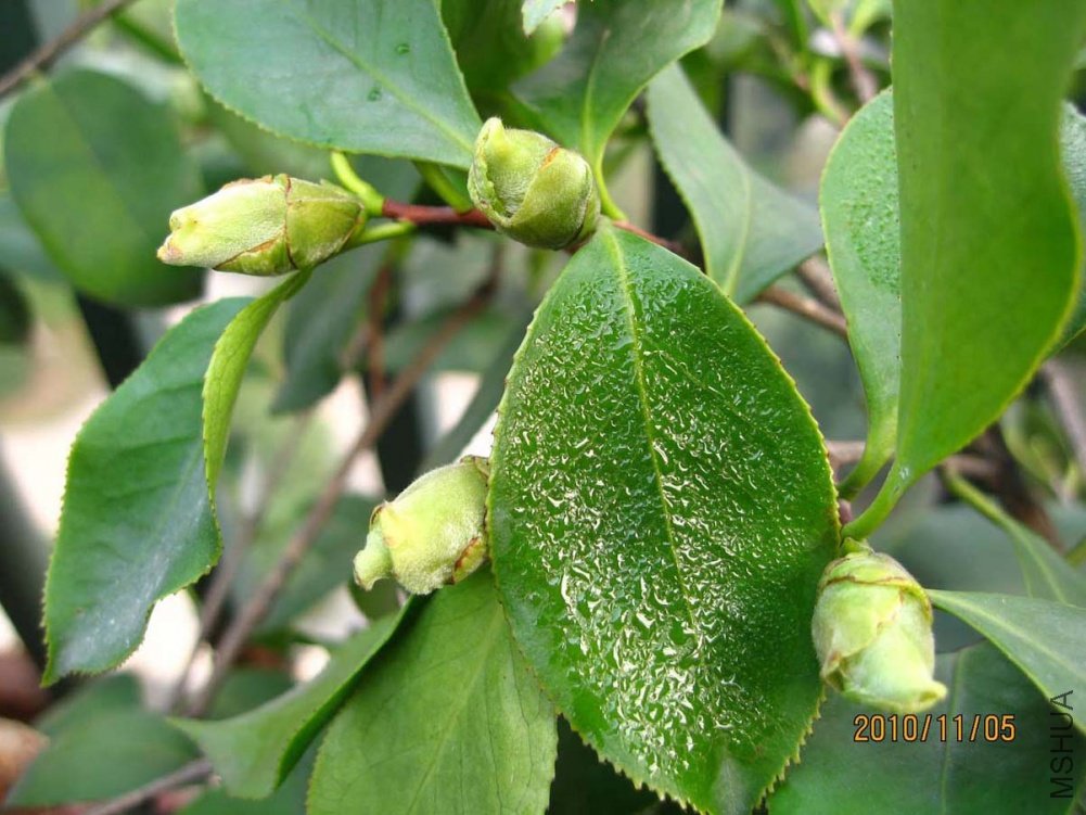 ����� 10-11-5 (9).jpg