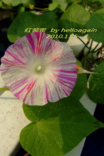 �����2010��11��5�� 4.jpg