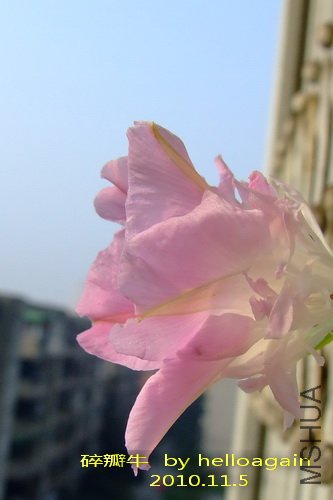 ���ţ2010��11��5�� 2.jpg