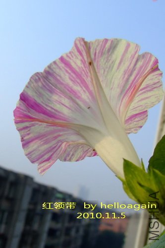 �����2010��11��5�� 2.jpg