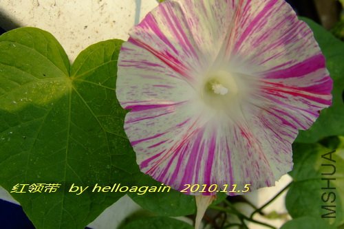 �����2010��11��5�� 3.jpg