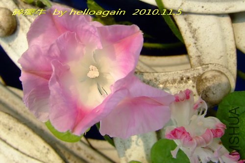 ���ţ2010��11��5�� 3.jpg