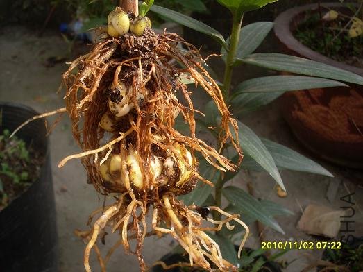 ǰ������յİٺϣ�ĸ���ϳ��˺ü���С��