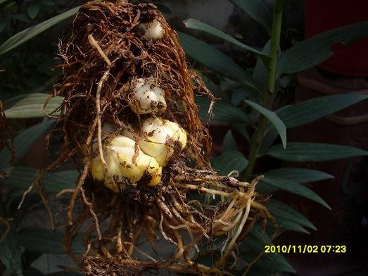 ���Ҳ���˼���С�򡣱���Ϊ��û�иɿݵİٺ�