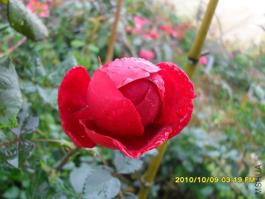 ���� (1).jpg