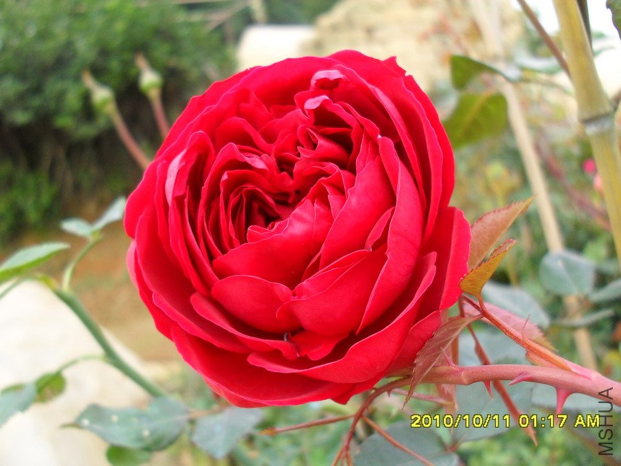 ���� (7).jpg