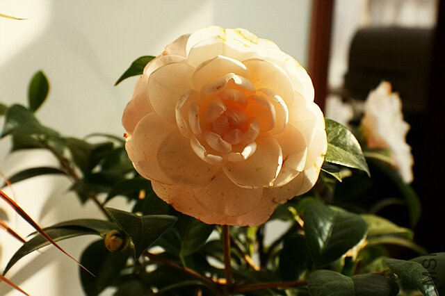 ��Ƭ 1038.jpg