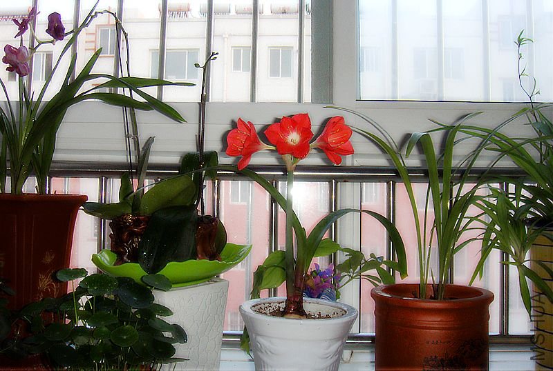 DSC02477.JPG