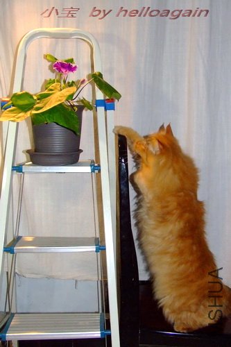 С�� & ǣţ�� 2.jpg