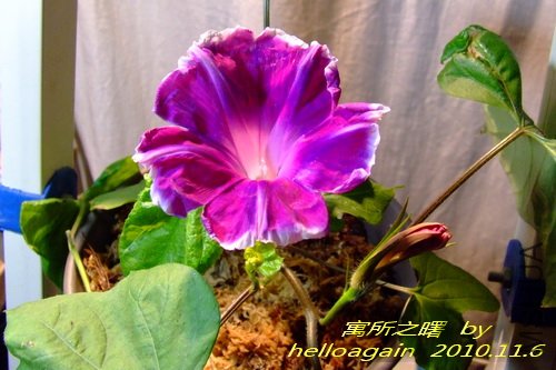 Ԣ��֮��2010��11��6�� 2.jpg