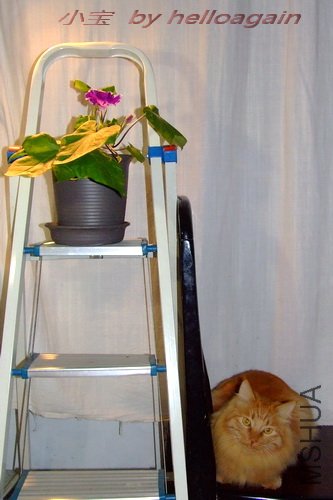 С�� & ǣţ�� 1.jpg