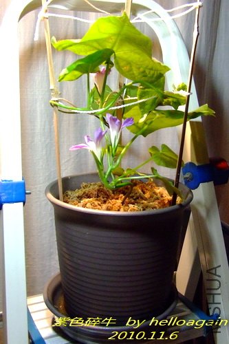 ��ɫ��ţ2010��11��6�� 2.jpg