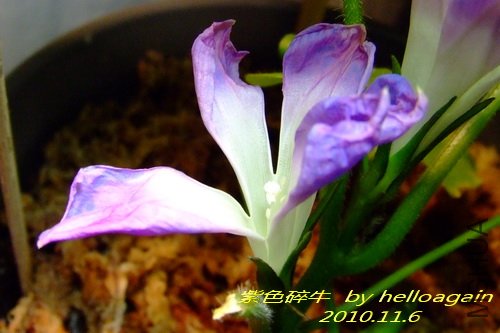 ��ɫ��ţ2010��11��6�� 5.jpg