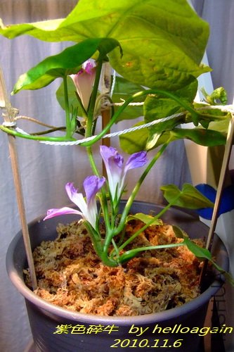 ��ɫ��ţ2010��11��6�� 3.jpg