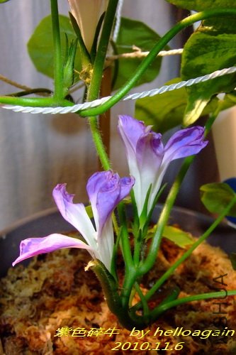 ��ɫ��ţ2010��11��6�� 4.jpg