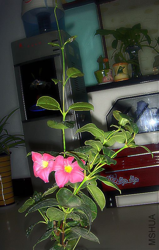 DSC09994.jpg