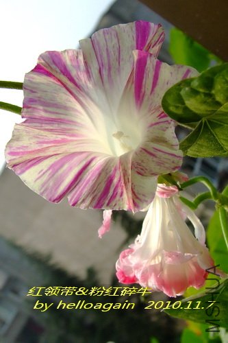 �����2010��11��7�� 2.jpg