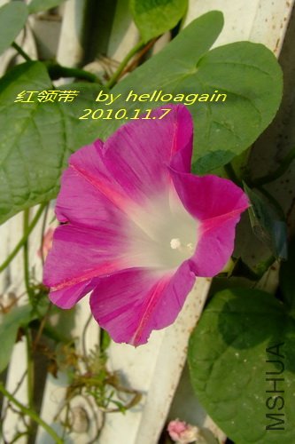 �����2010��11��7�� 3.jpg