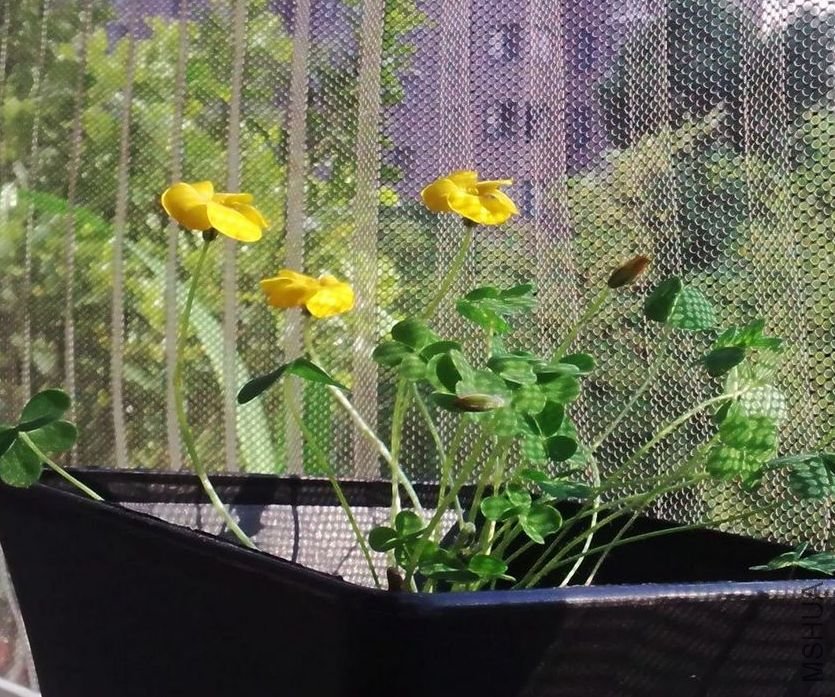 ���ڿ��Ļ�